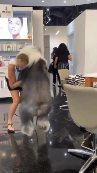 This beauty is so glad to see favorite groomer