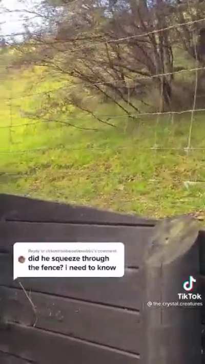 Through the fence..