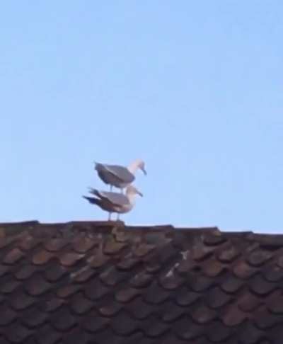 A seagull on top of another seagull in Aarhus, Denmark. Sound off because I was laughing so hard