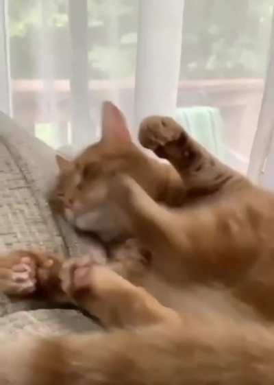 cat.exe has stopped working
