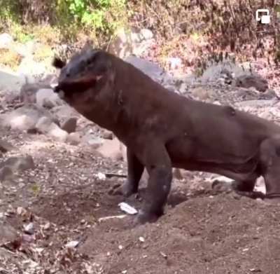 A hungry Komodo dragon ?