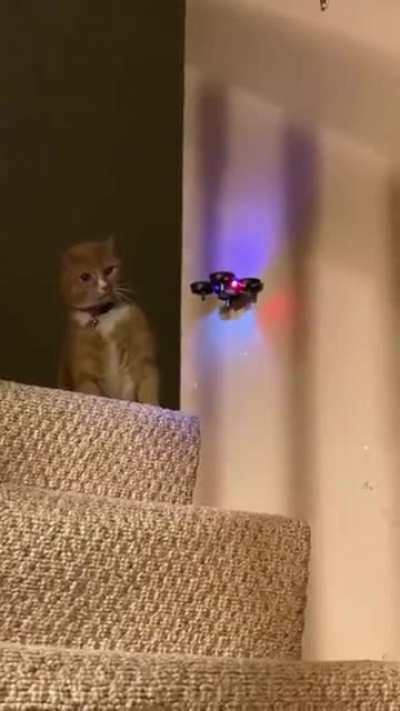 Your piloting sucks, hooman