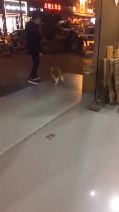 Micheal Jackson cat entertaining pedestrians