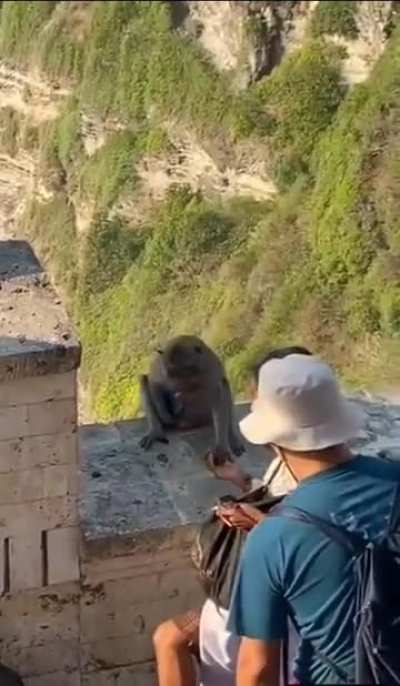This monkey knows how to negotiate with humans