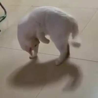 Cats are weird.. ?