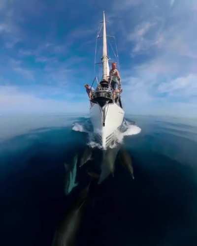 ?Dolphins cruising with a boat