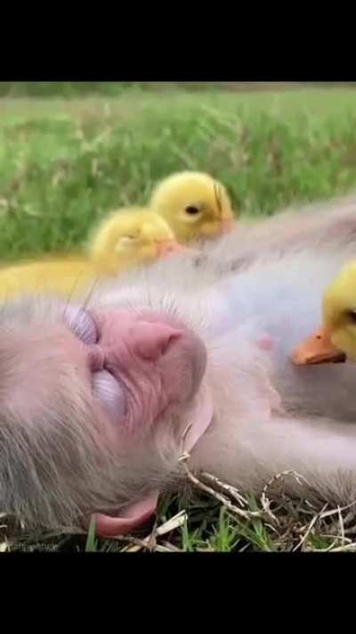 Let's be as loving as animals ❤️??