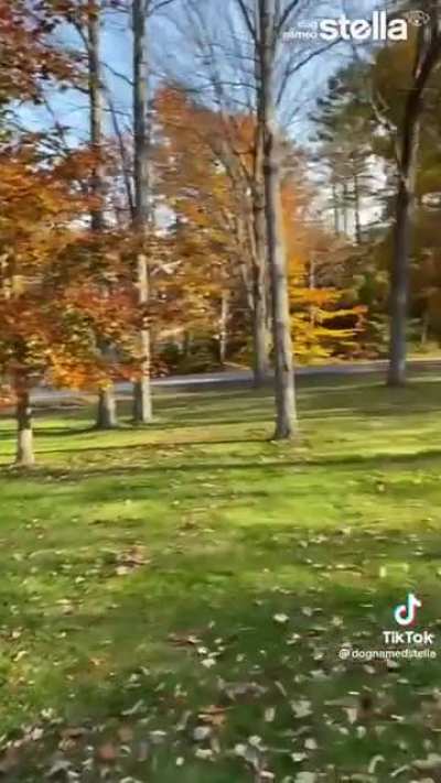 The biggest fan of Fall