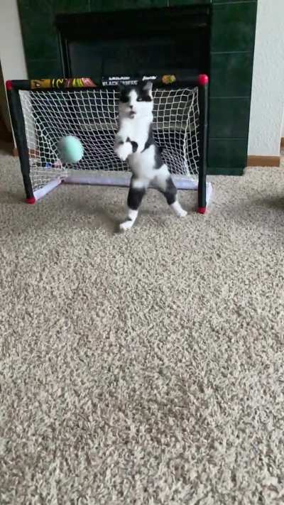 Kitty Goalie ??