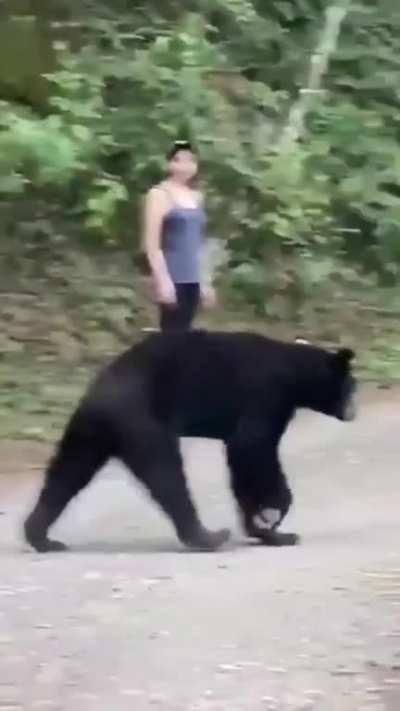 ? a black bear decides to have a closer look at a girl out for a walk ?