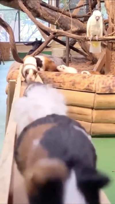 I could watch these run all day