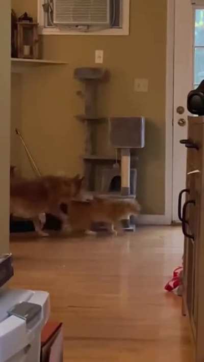 It’s like watching a cartoon