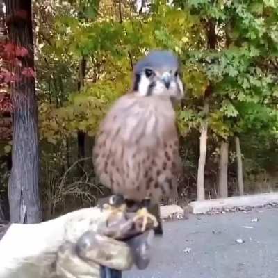 ? Stabilization of an American Kestrel
