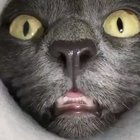 Oh lawd he comin'