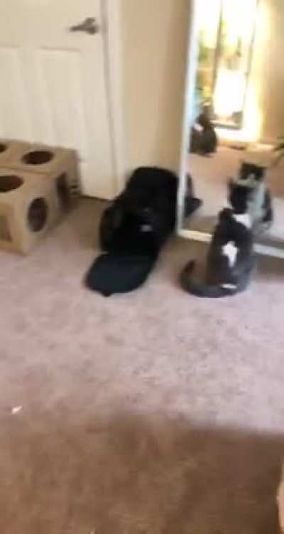 There’s most cats.... and then, there’s Charlie.