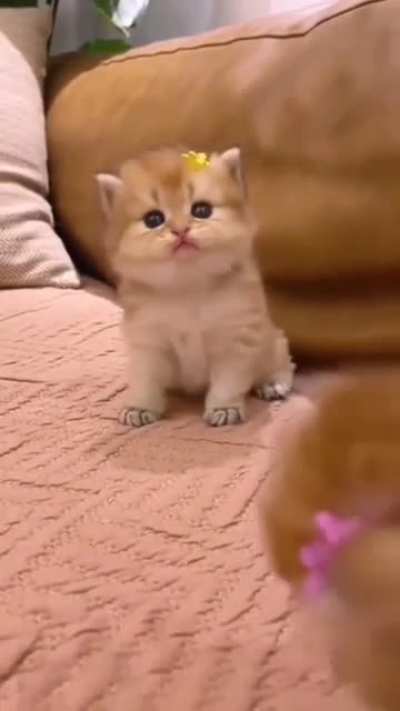 Tiny mew mews [Not mine]