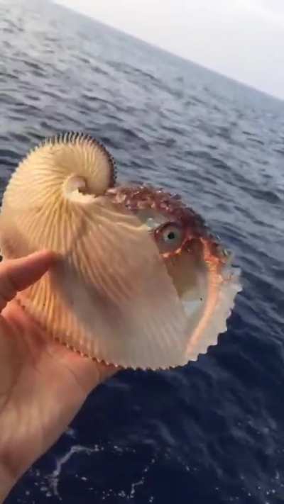 ? This is an Argonaut, or Paper Nautilus.
