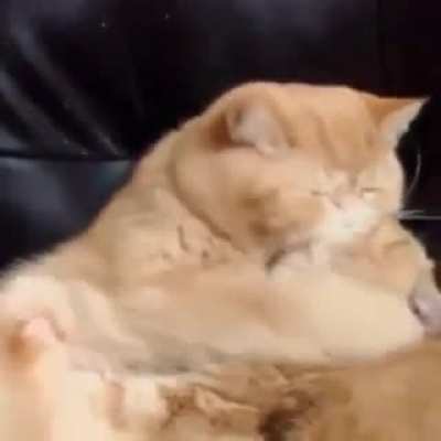 When cuddling turns into munching.