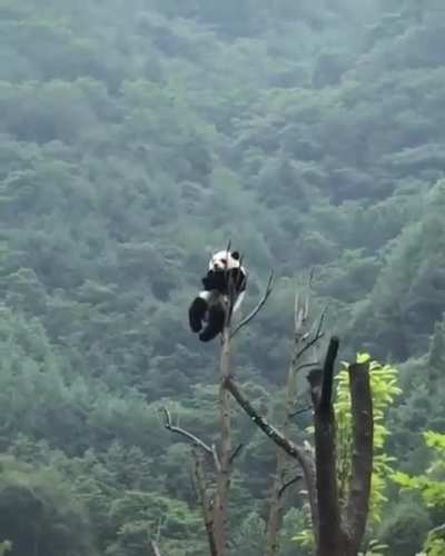 ? Panda hanging out at the top of a tree ?