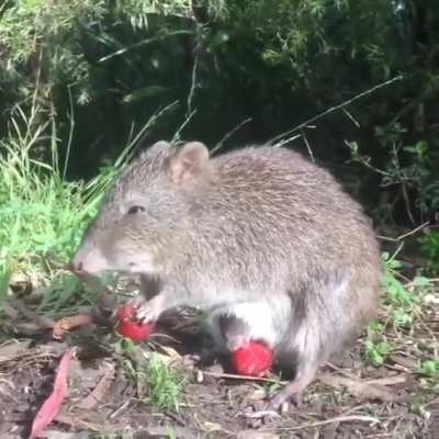 ? Long-nosed potoroo, showing that their young can eat fruit even from the pouch.