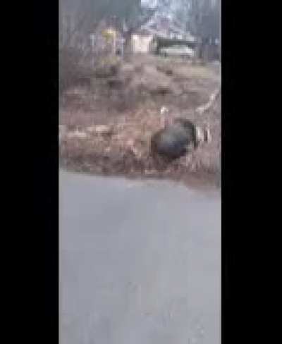 My friend got chased by turkeys best day zof my life ?