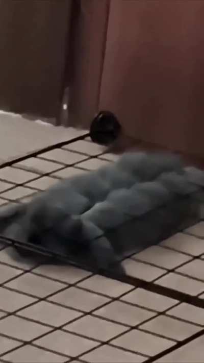 Bunny trying to escape a cage.