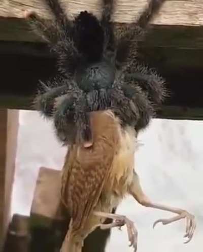 ?Goliath birdeater spiders apart from devouring birds can also make hiss sound and live up to 45 years..
