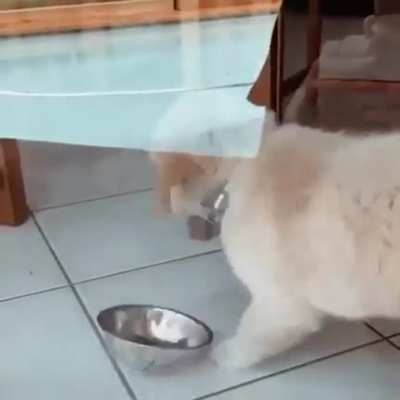 Heckin' bowl doin' me a scare