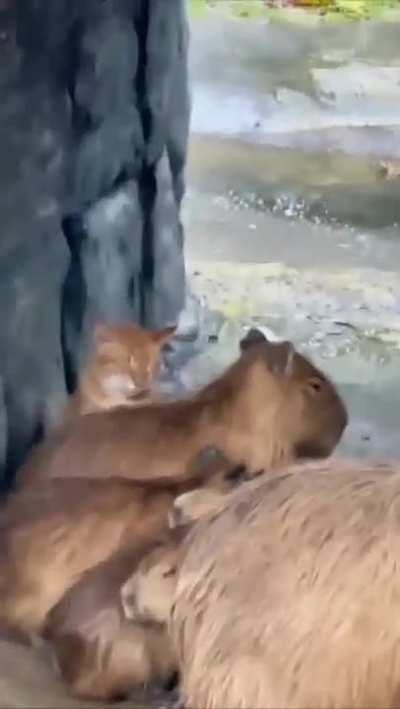 That imposter!
