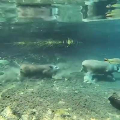 ? Tapirs running underwater in the Prata River, Brazil