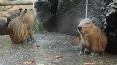 ? Some very relaxed capybaras enjoying hot springs in Japan ?