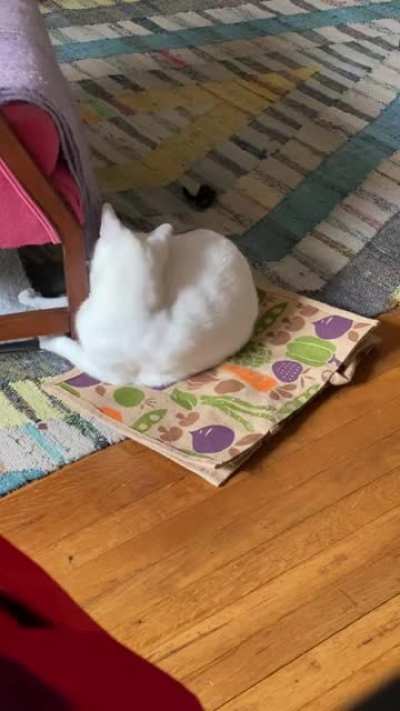 Kilgore being a dumb cat and chasing his tail