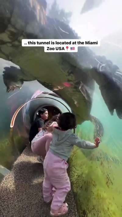 This Zoo shows Alligators up close and personal