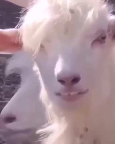 ? Goat was next in Line to be a Human but somebody in the front office done messed something up ?