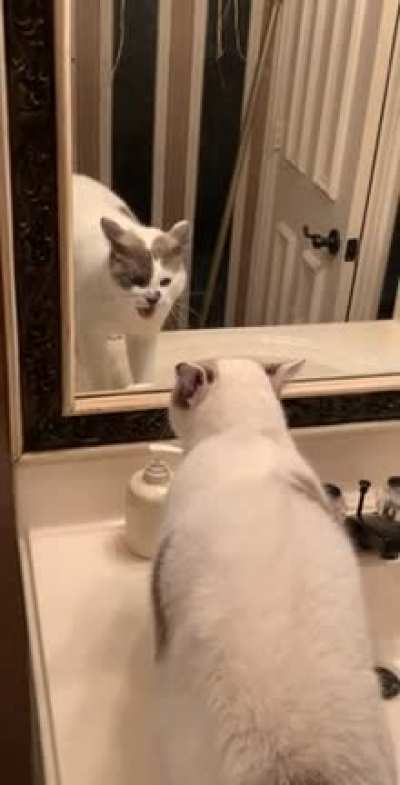 Sponge does not like the strange cat in the bathroom. No sir, not one bit.