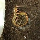 ? Proud mama centipede ?