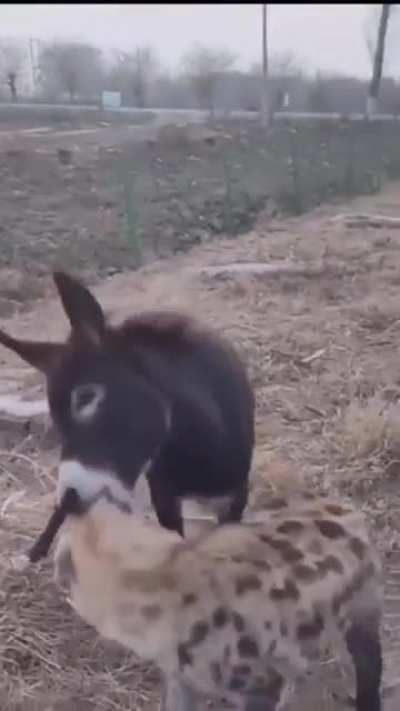 Donkey whoops Hyena’s ass