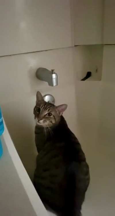 Tiggie’s firmly reminding me to turn the faucet on for him.