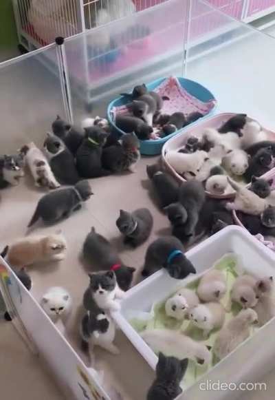 Kitty cuddle pile