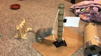 Bean the Mario Rat doing her agility Course!