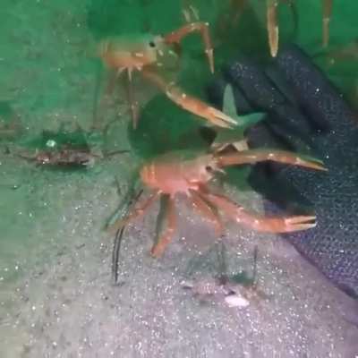 ? Curious crabs inspecting a diver