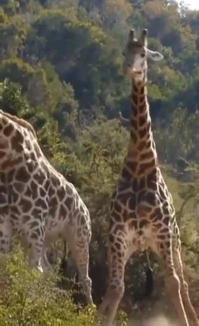 ? Giraffe fighting