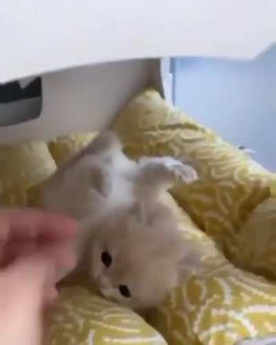 Hello there