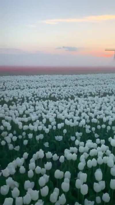 ?Surreal tulip fields in Netherlands?