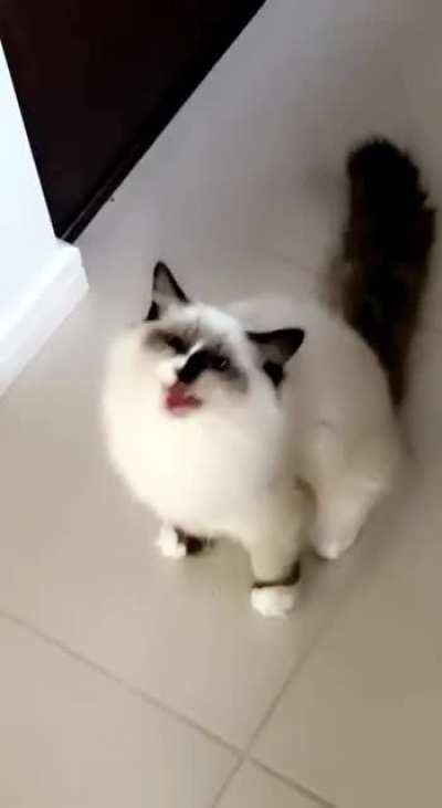 Rudy demands food!