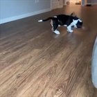 Getting ready for his 1st Moshpit