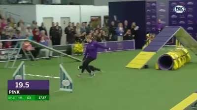 P!nk, the border collie who won the back-to-back title at the 2019 WKC Masters Agility.