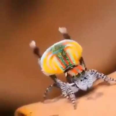 ?Peacock spider mating dance