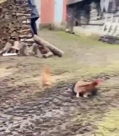 Cat made a mistake