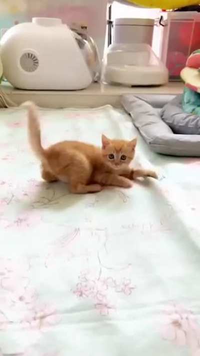 cutie